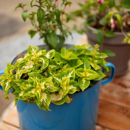 Maison d'hôtes Farma