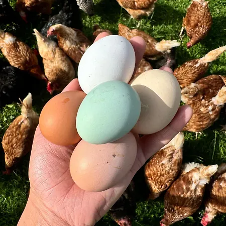 Farma Maison d'hôtes Kalhov